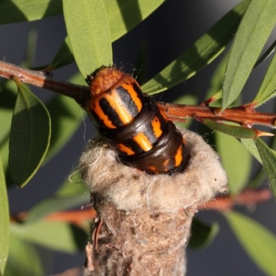 Metura elongatus