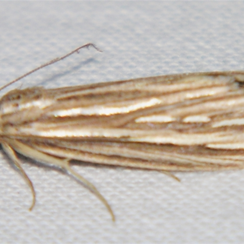 Meyrickella ruptellus