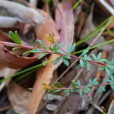 Micrantheum ericoides