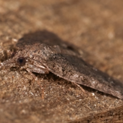 Microdes (genus)