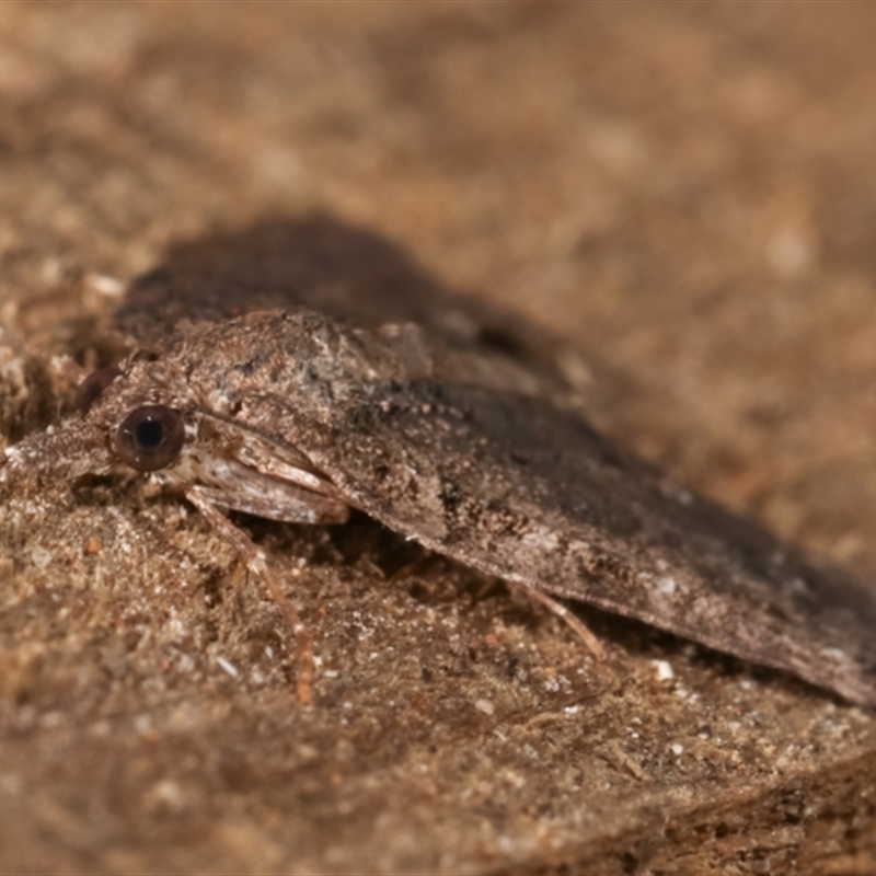 Microdes (genus)