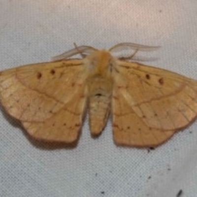 Anthela repleta