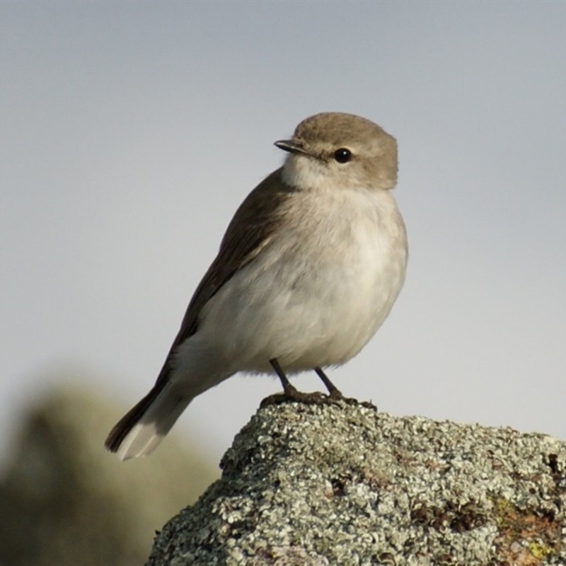 Microeca fascinans