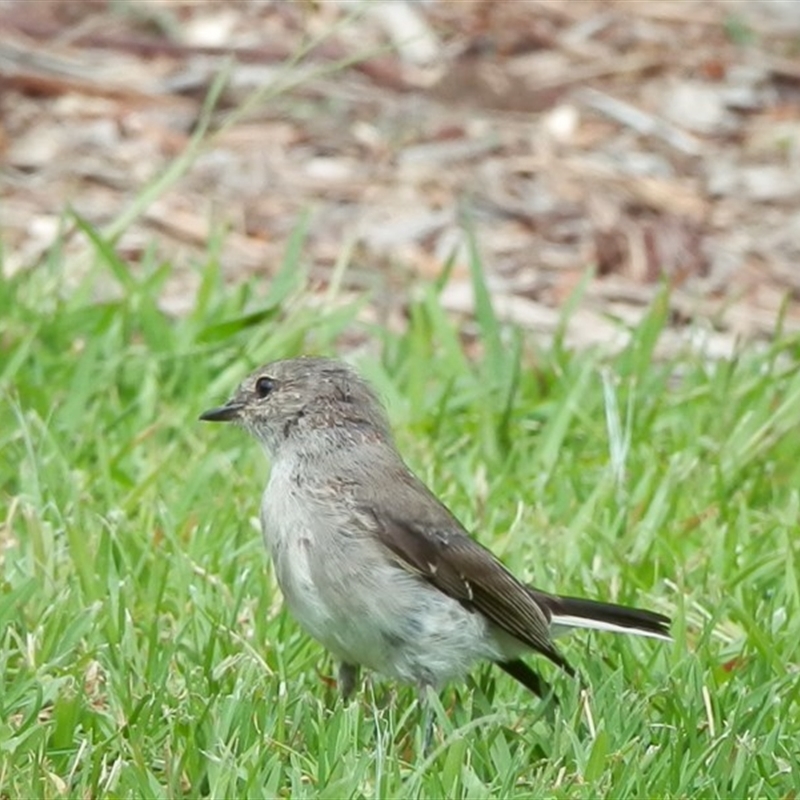 Microeca fascinans