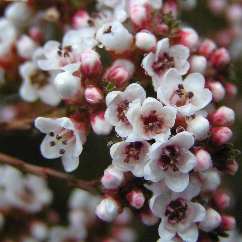 Micromyrtus ciliata