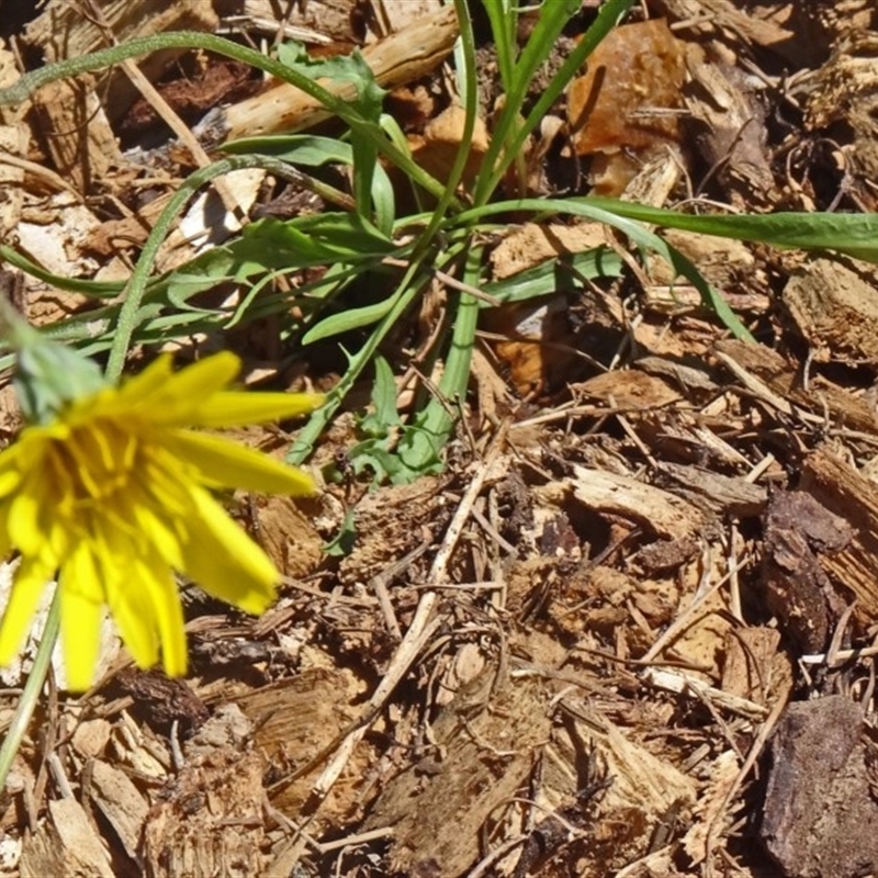 Microseris lanceolata