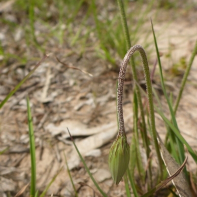 Microseris walteri