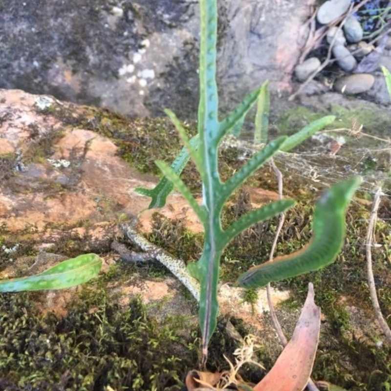 Zealandia pustulata