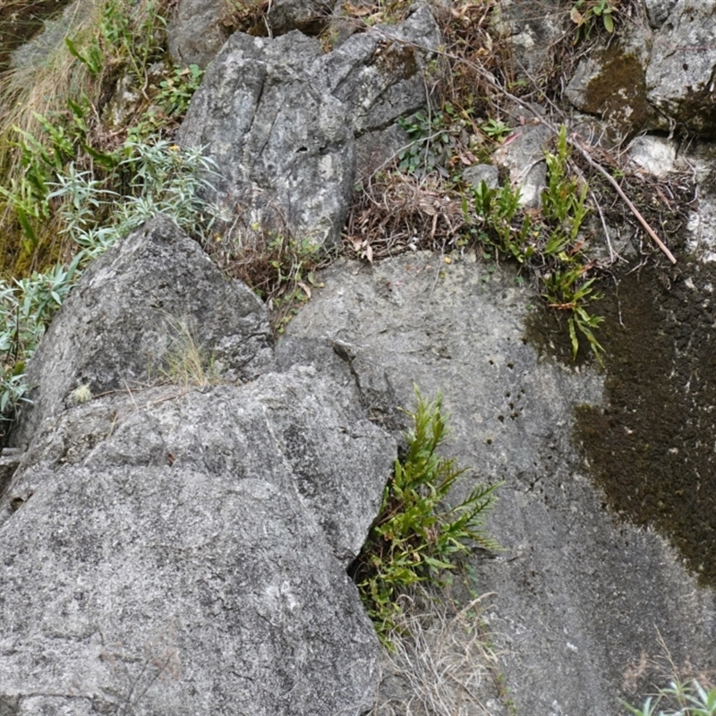 Zealandia pustulata subsp. pustulata