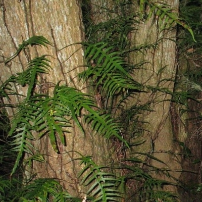 Microsorum scandens