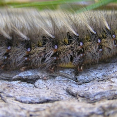 Anthela (genus) immature