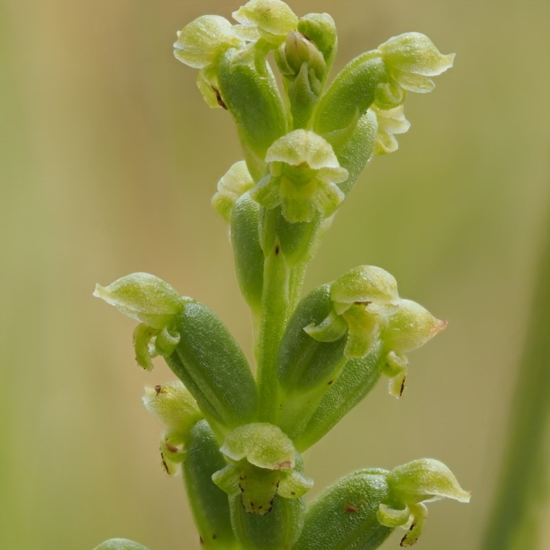 Microtis parviflora