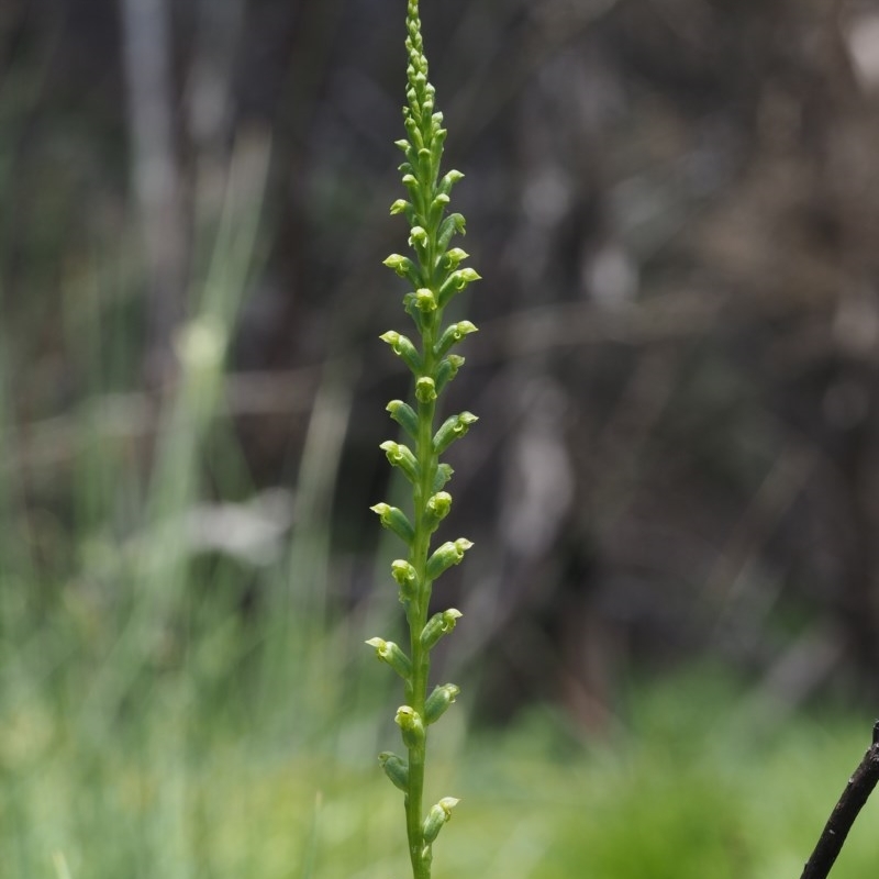 Microtis sp. aff. unifolia