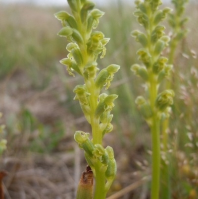 Microtis unifolia