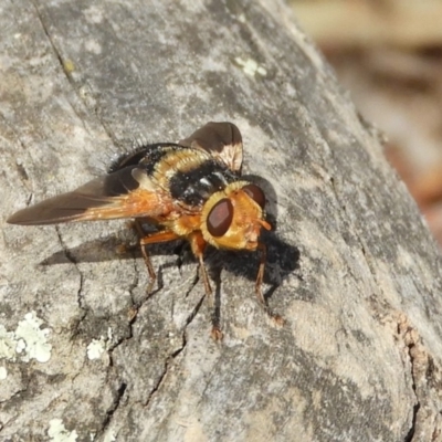 Microtropesa sp. (genus)