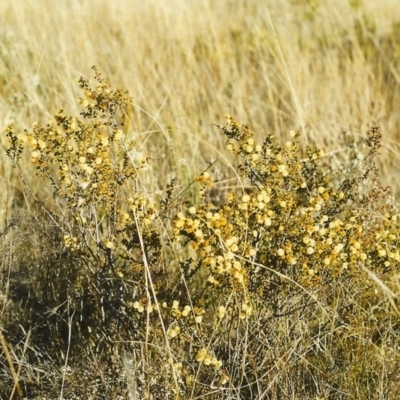 Acacia gunnii