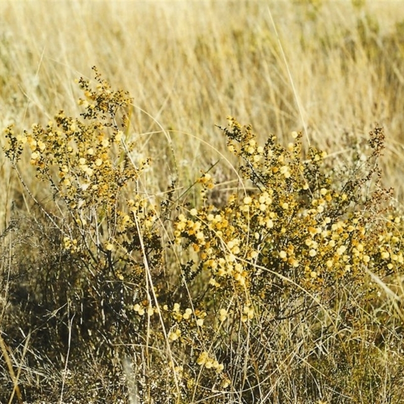 Acacia gunnii