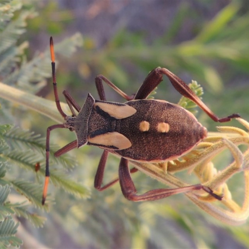 A late-instar nymph