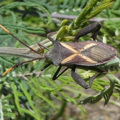 Mictis profana