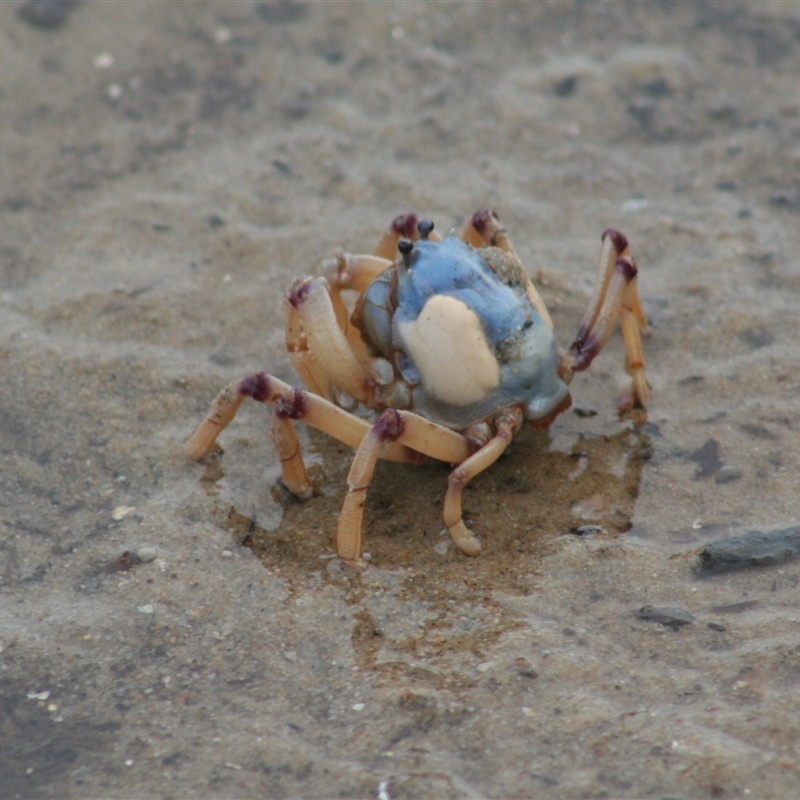 Mictyris longicarpus