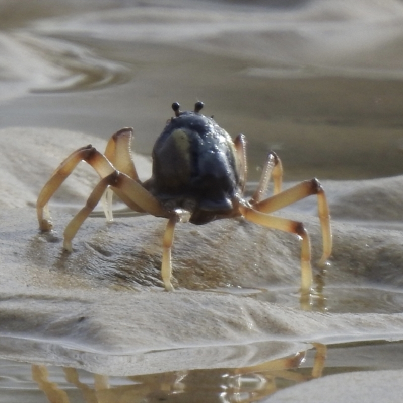 Mictyris longicarpus