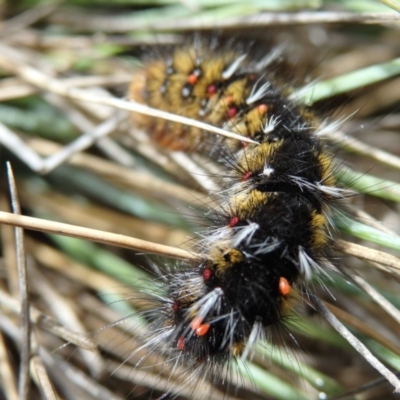 Anthelidae sp. (family)