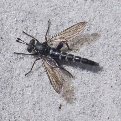 Miltinus viduatus