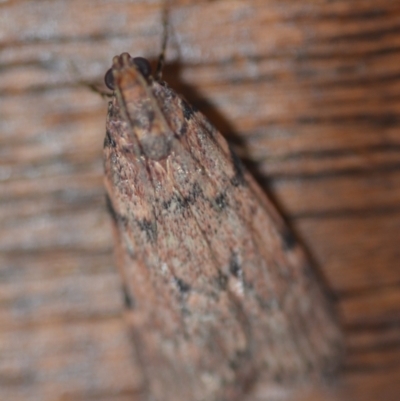 Mimaglossa nauplialis and habitalis