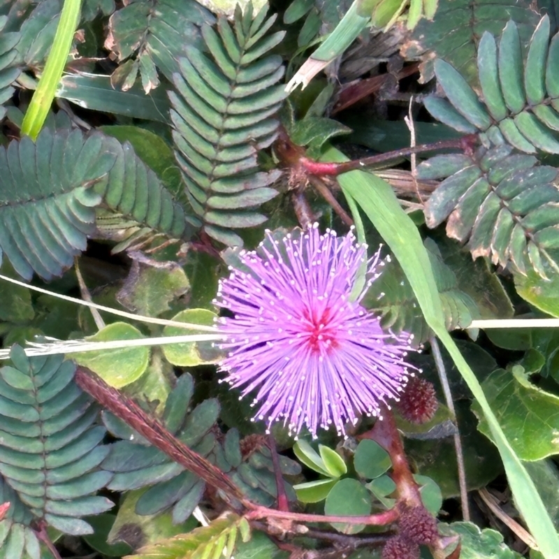 Mimosa pudica