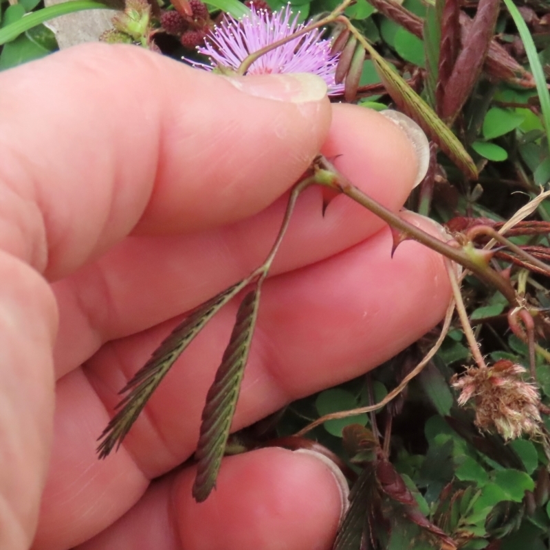 Mimosa pudica