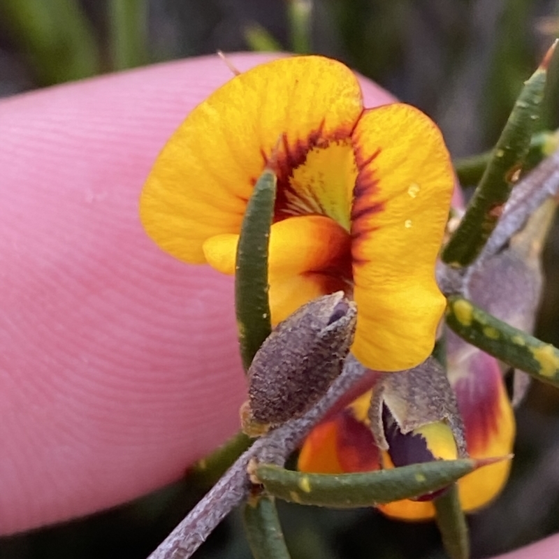 Mirbelia baueri