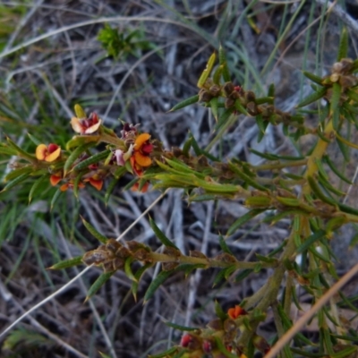 Mirbelia pungens