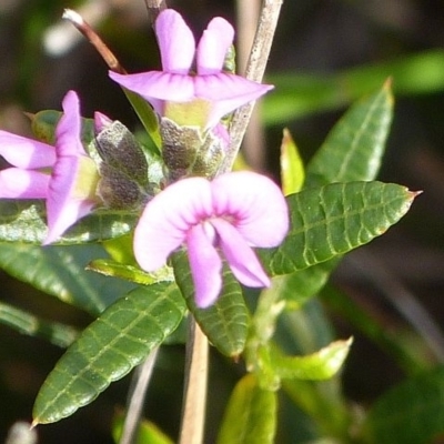 Mirbelia rubiifolia