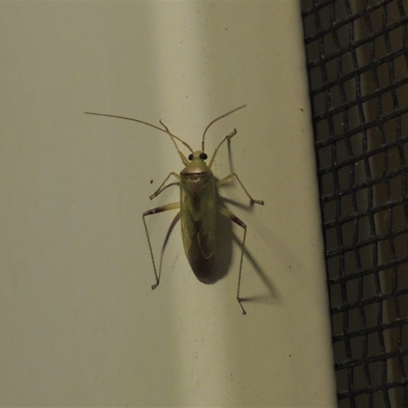 Miridae (family)