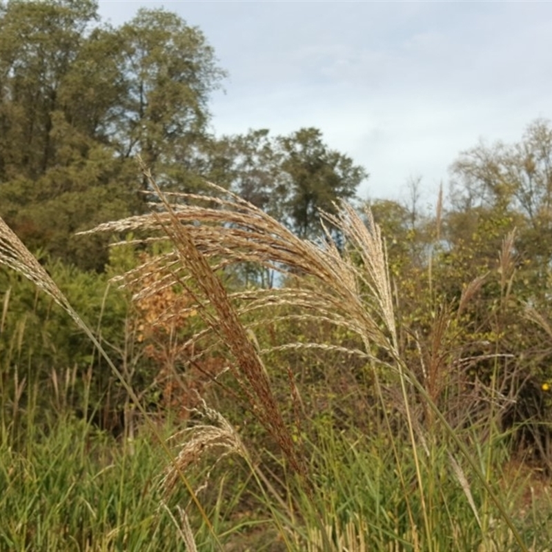 Miscanthus sinensis