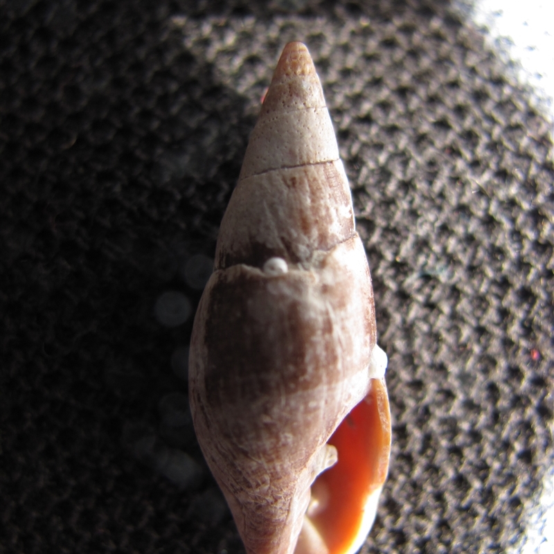 Mitra carbonaria - Shelly Beach, Gerroa 2010 (D. Dedenczuk)