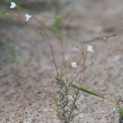 Mitrasacme alsinoides