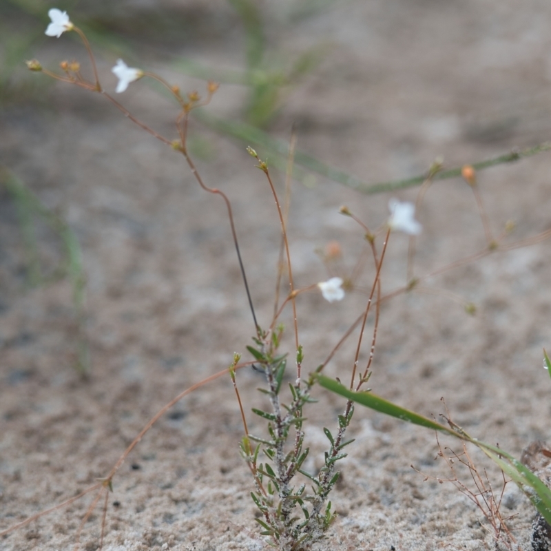 Mitrasacme alsinoides