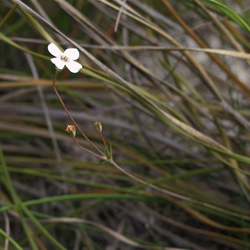 Mitrasacme polymorpha