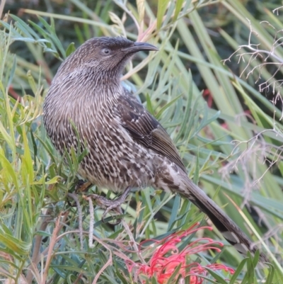 Anthochaera chrysoptera