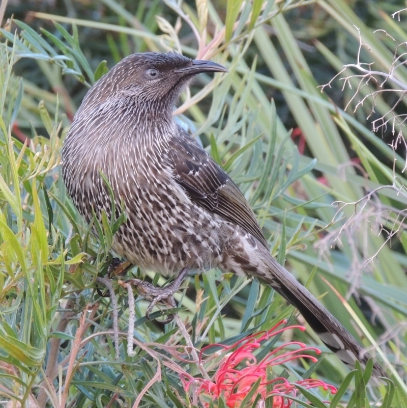 Anthochaera chrysoptera