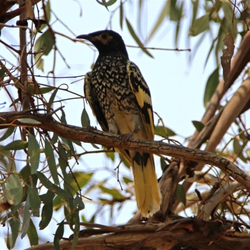 Anthochaera phrygia