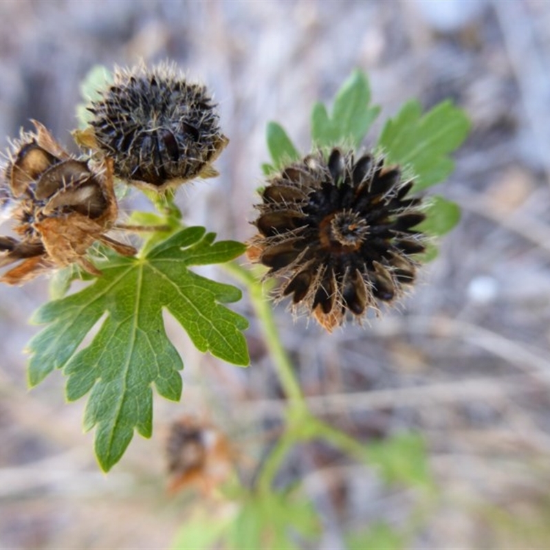 Modiola caroliniana