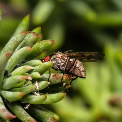 Anthomyia punctipennis