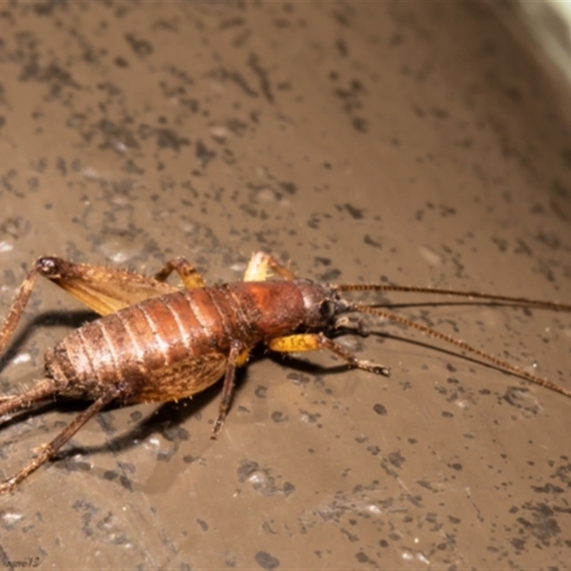 Mogoplistidae (family)
