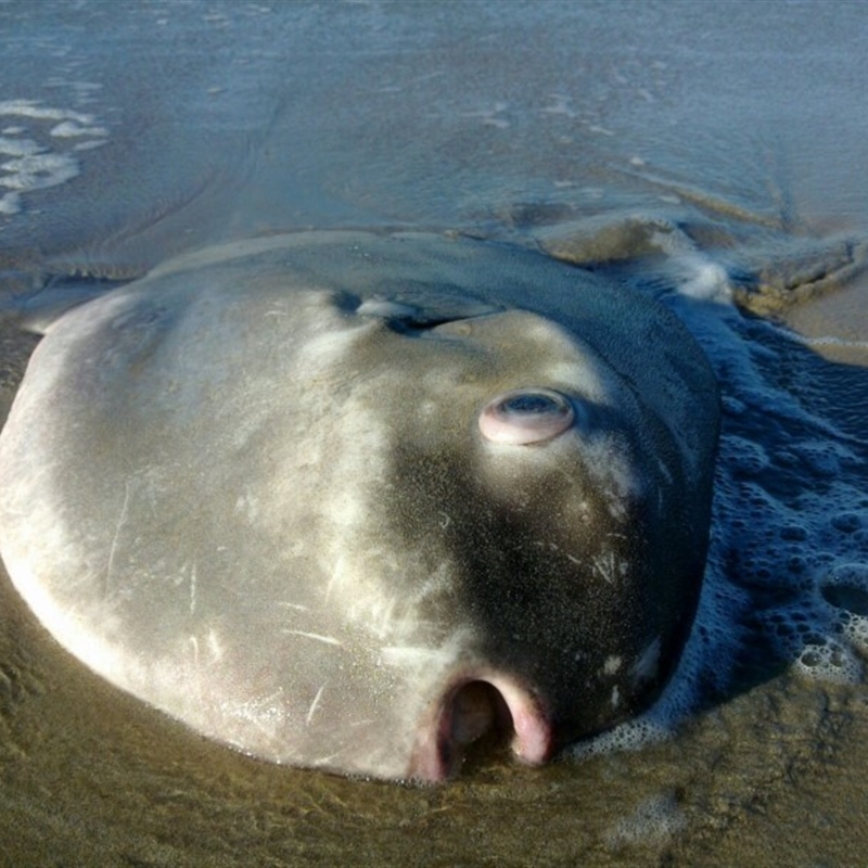 Mola mola