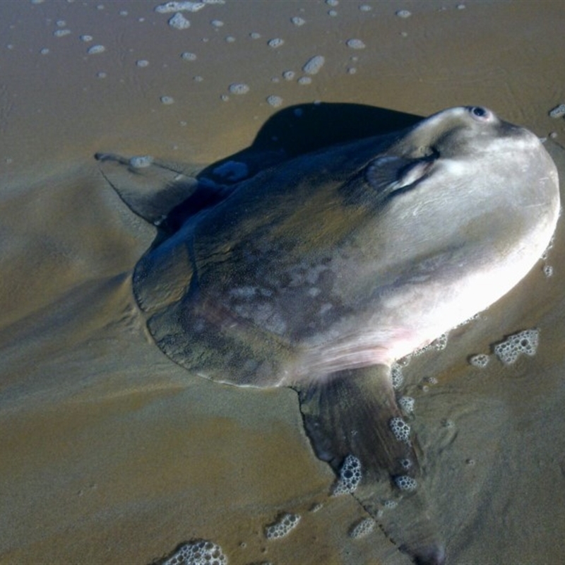 Mola mola