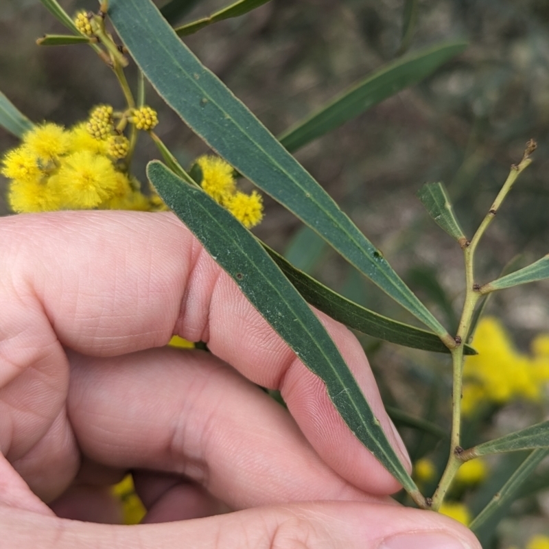 Acacia hakeoides