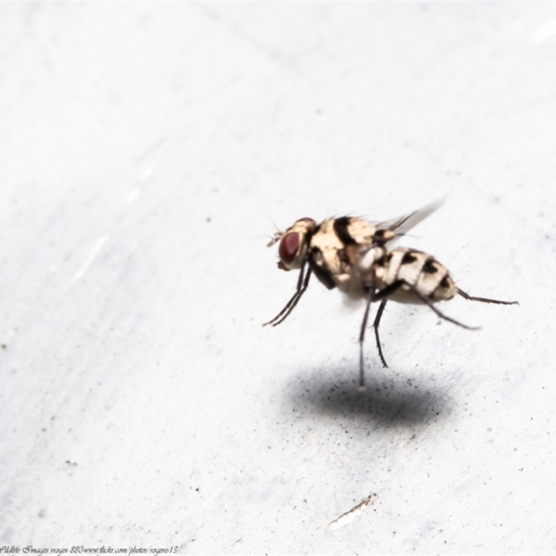 Anthomyia vicarians