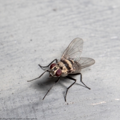 Anthomyia vicarians